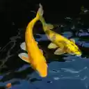 A pair of goldfish swimming around  screen for extension Chrome web store in OffiDocs Chromium