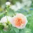 A Peach Perfection of Rosa  screen for extension Chrome web store in OffiDocs Chromium