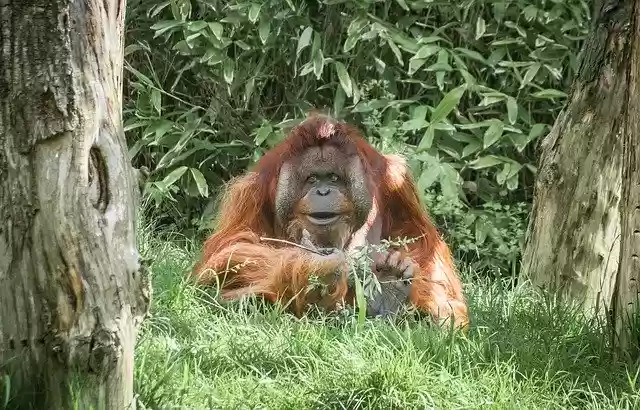 Free download Ape Monkey Mammal -  free photo or picture to be edited with GIMP online image editor