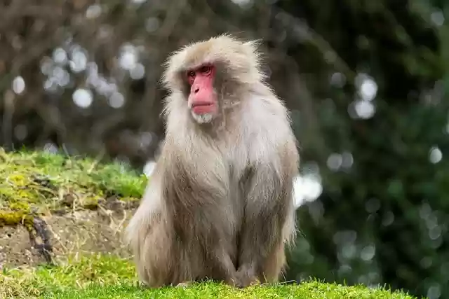 Free download ape monkey primate mammal zoo free picture to be edited with GIMP free online image editor