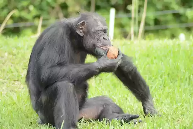 Free download ape monkey primate wildlife nature free picture to be edited with GIMP free online image editor