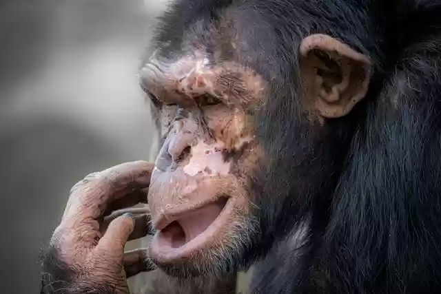 Free download ape primate chimpanzee mammal free picture to be edited with GIMP free online image editor