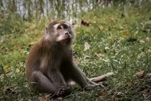 Free download ape primate mammal animal nature free picture to be edited with GIMP free online image editor