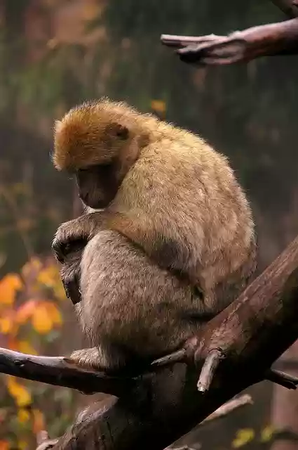 Free download ape primate monkey trees to sit free picture to be edited with GIMP free online image editor