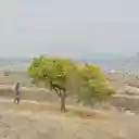 A Person Walking by a Tree  screen for extension Chrome web store in OffiDocs Chromium