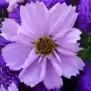 A Petal Perfect Cosmos and Aster Duet  screen for extension Chrome web store in OffiDocs Chromium