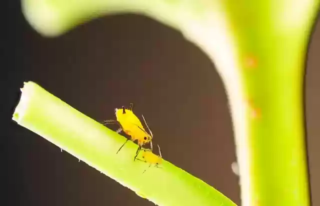 Free download aphid louse plant pest vermin free picture to be edited with GIMP free online image editor