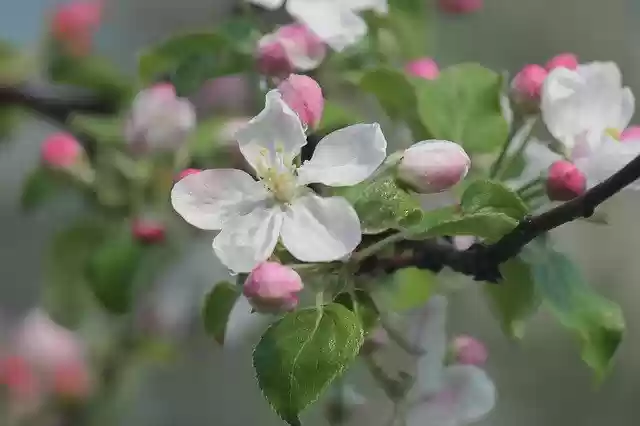 Free download Apple Bloom Flower -  free photo or picture to be edited with GIMP online image editor