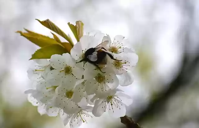Free download apple blossom bumblebee pollination free picture to be edited with GIMP free online image editor