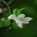 apple blossom wallpaper  screen for extension Chrome web store in OffiDocs Chromium