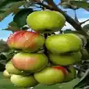 apple bunch wallpaper  screen for extension Chrome web store in OffiDocs Chromium