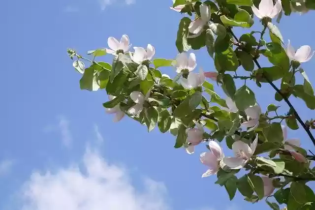 Free download Apple Flowering Flowers -  free photo or picture to be edited with GIMP online image editor