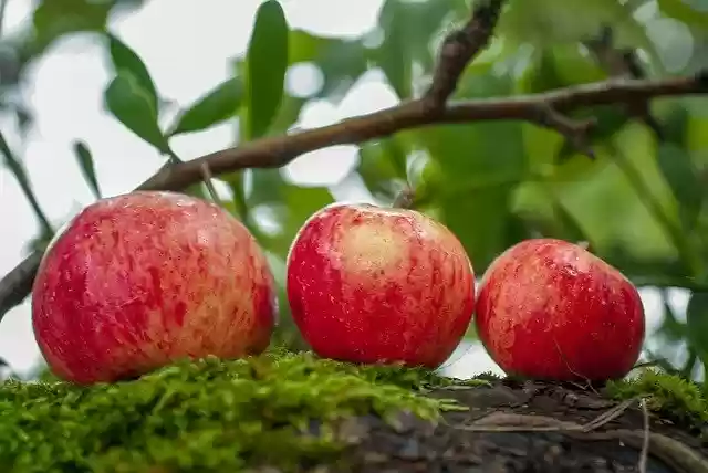 Free download Apple Fruit Orchard -  free photo or picture to be edited with GIMP online image editor