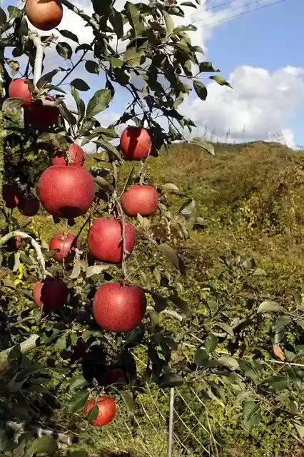 Free download Apple Fruit The Farm -  free free photo or picture to be edited with GIMP online image editor