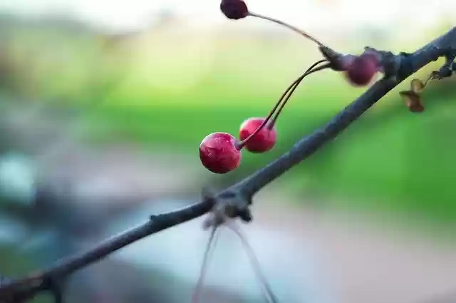 Free download apple fruit tree wild apple free picture to be edited with GIMP free online image editor