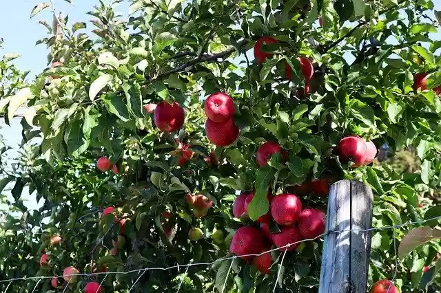 Free download Apple Harvest Autumn Lake -  free photo or picture to be edited with GIMP online image editor