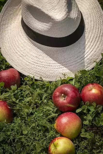 Free download Apple Hat Harvest -  free photo or picture to be edited with GIMP online image editor