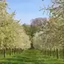 Apple orchard in bloom  screen for extension Chrome web store in OffiDocs Chromium