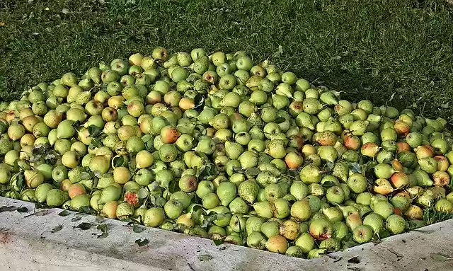 Free download Apple Pears Fruit -  free photo or picture to be edited with GIMP online image editor