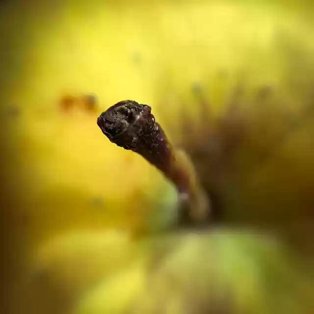 Free download Apple Petiole Fruit -  free photo or picture to be edited with GIMP online image editor