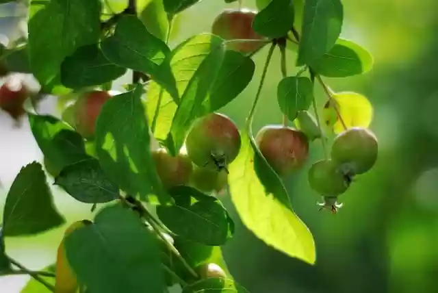 Scarica gratuitamente l'immagine gratuita di mele, frutta matura, cibo fresco da modificare con l'editor di immagini online gratuito GIMP