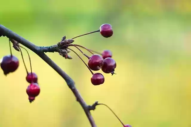 Free download apples fruit tree wild apples free picture to be edited with GIMP free online image editor