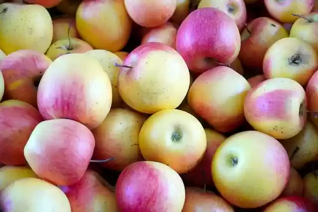 Free download apples harvest fruit fresh healthy free picture to be edited with GIMP free online image editor