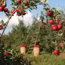 Apples Orchard  screen for extension Chrome web store in OffiDocs Chromium