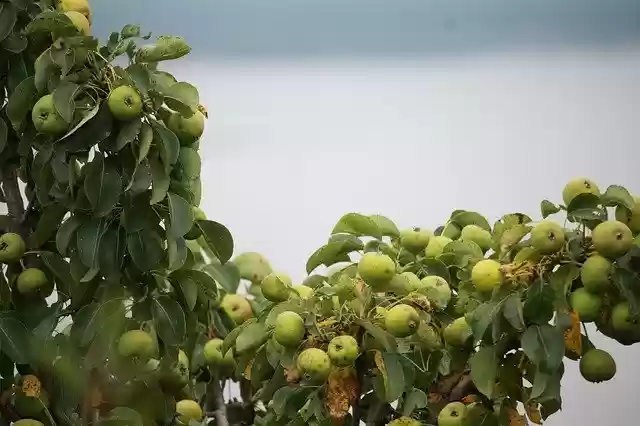 Free download Apples Tree Nature -  free photo or picture to be edited with GIMP online image editor