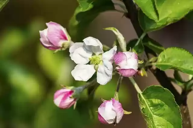 Free download Apple Tree Flower -  free free photo or picture to be edited with GIMP online image editor