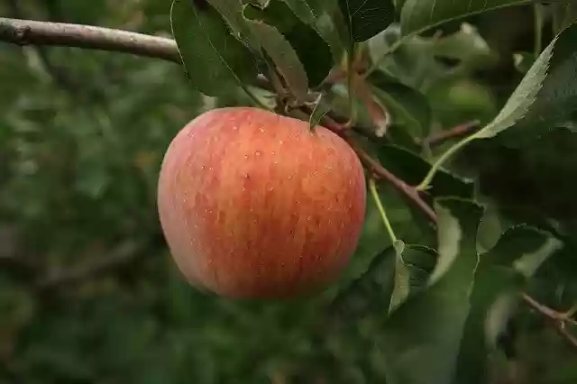 Free download Apple Tree Ripe -  free photo or picture to be edited with GIMP online image editor