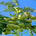 apple tree wallpaper  screen for extension Chrome web store in OffiDocs Chromium