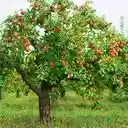 apple tree wallpaper with lots of fruit  screen for extension Chrome web store in OffiDocs Chromium