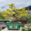 apricot blossom tree wallpaper  screen for extension Chrome web store in OffiDocs Chromium