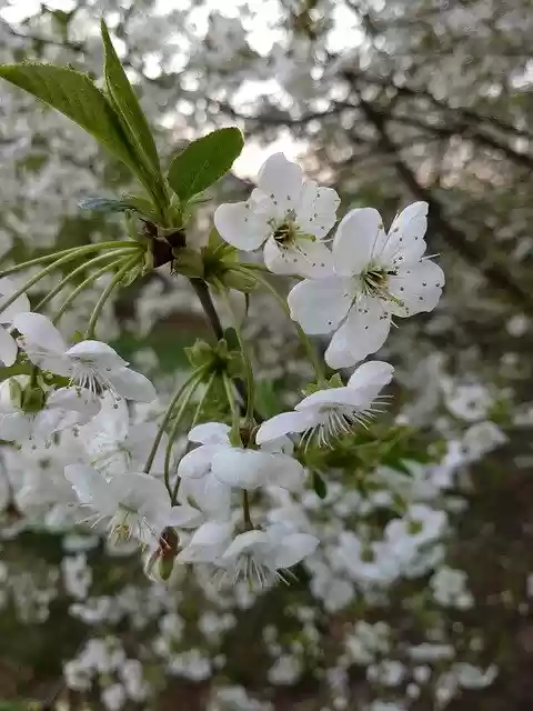 Free download April Flowers Flowering -  free photo or picture to be edited with GIMP online image editor