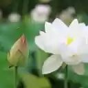 A Pristine Nelumbo nucifera in Bloom  screen for extension Chrome web store in OffiDocs Chromium