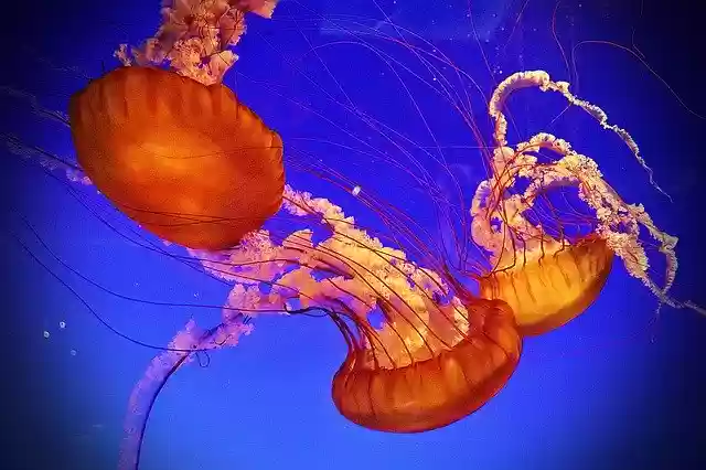 Free download Aquarium Animals Sea -  free free photo or picture to be edited with GIMP online image editor