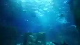Free download Aquarium Water Waterlife -  free video to be edited with OpenShot online video editor
