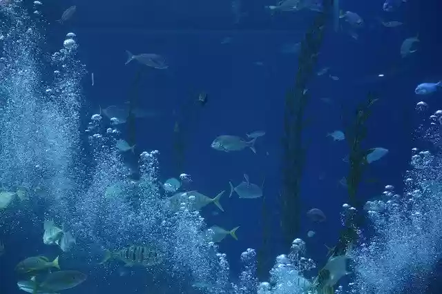 Free download Aquarium Waterworld Sea -  free photo or picture to be edited with GIMP online image editor