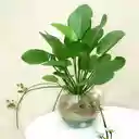Aquatic plant wallpaper  screen for extension Chrome web store in OffiDocs Chromium