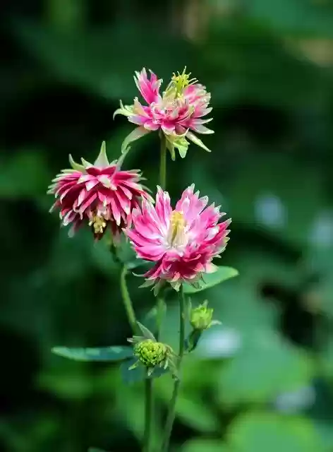 Free download Aquilegia Nora Barlow Akelei Rose -  free photo or picture to be edited with GIMP online image editor