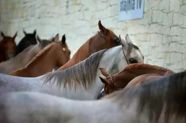 Free download arabian horse horses line equine free picture to be edited with GIMP free online image editor