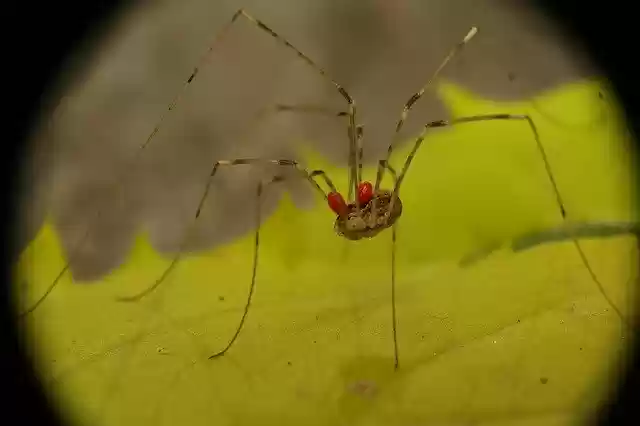 Free download Arachnid Opilión Reaper -  free photo or picture to be edited with GIMP online image editor