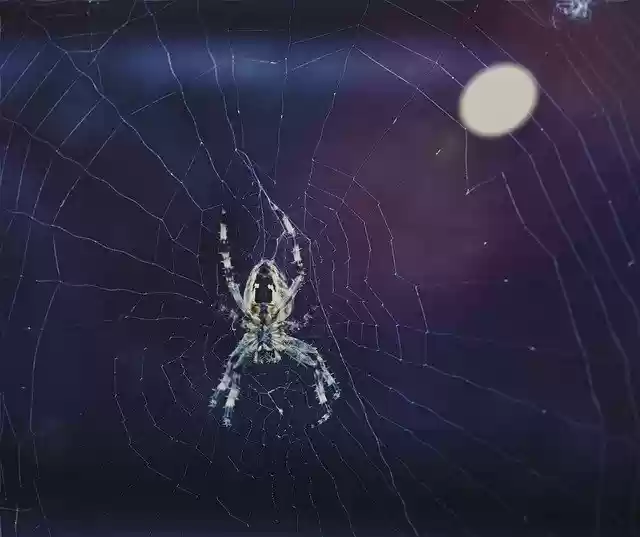 Free download Araneus Orb Web Garden Dweller -  free photo or picture to be edited with GIMP online image editor