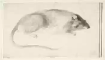 Free download A Rat Seen in Profile. free photo or picture to be edited with GIMP online image editor