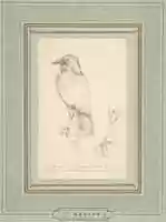 Free download A Raven Perched on a Rail free photo or picture to be edited with GIMP online image editor