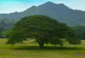 Free download arbol en el valle free photo or picture to be edited with GIMP online image editor