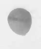 Free download Architectural Ornament free photo or picture to be edited with GIMP online image editor