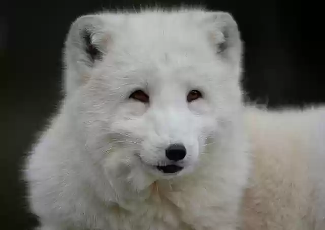 Free download arctic fox polar fox snow fox free picture to be edited with GIMP free online image editor