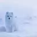 arctic snow dog  screen for extension Chrome web store in OffiDocs Chromium